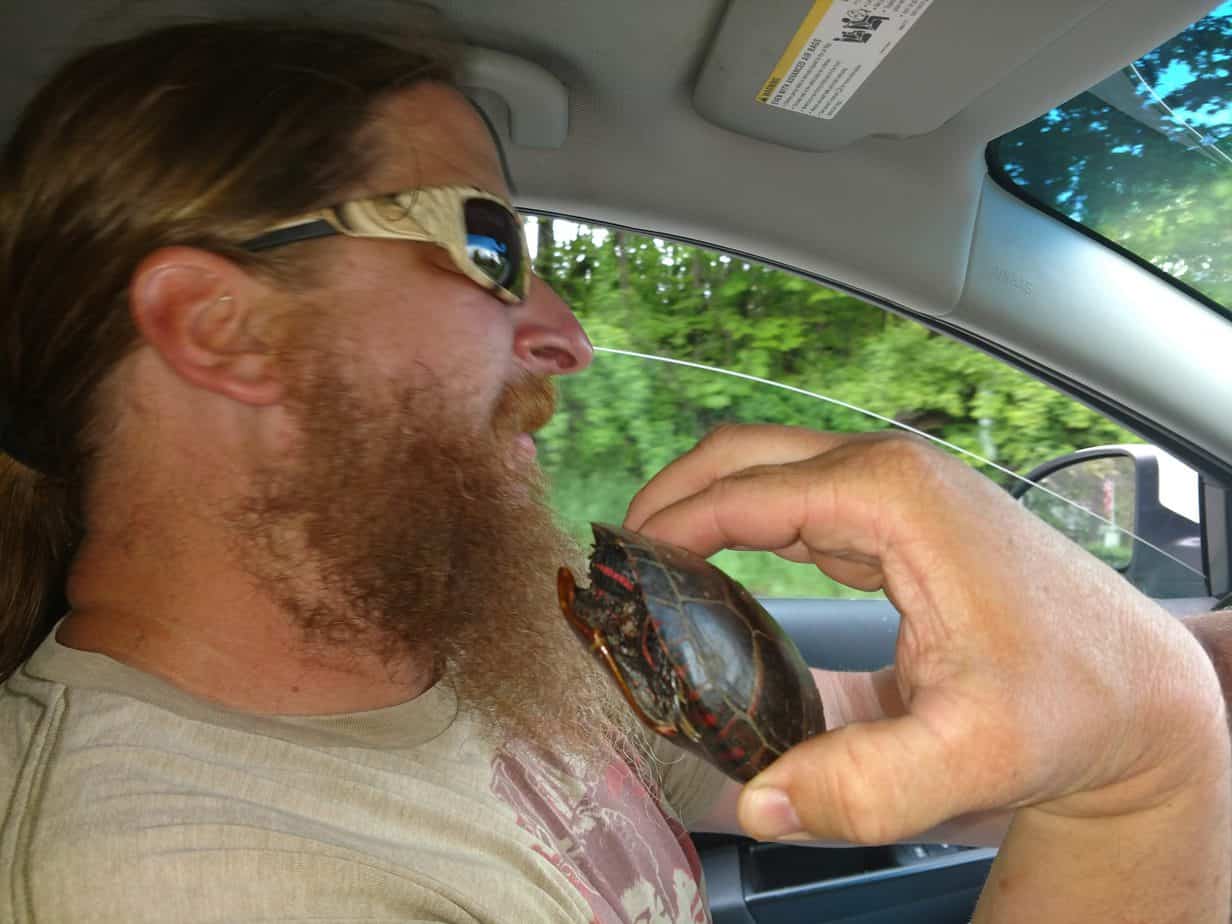 turtle-in-road