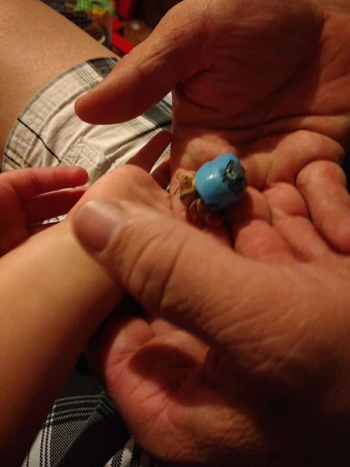 the-adventures-in-pet-ownership