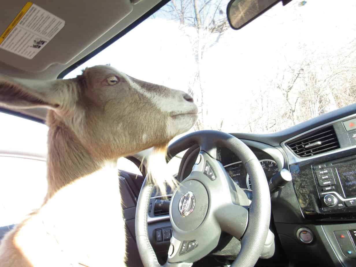 theres-a-goat-in-the-car-mommy