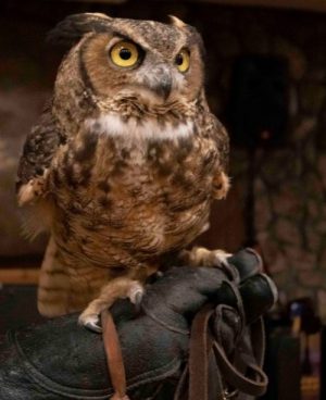 wild-mountain-birds-wildlife-rehabilitator-educator